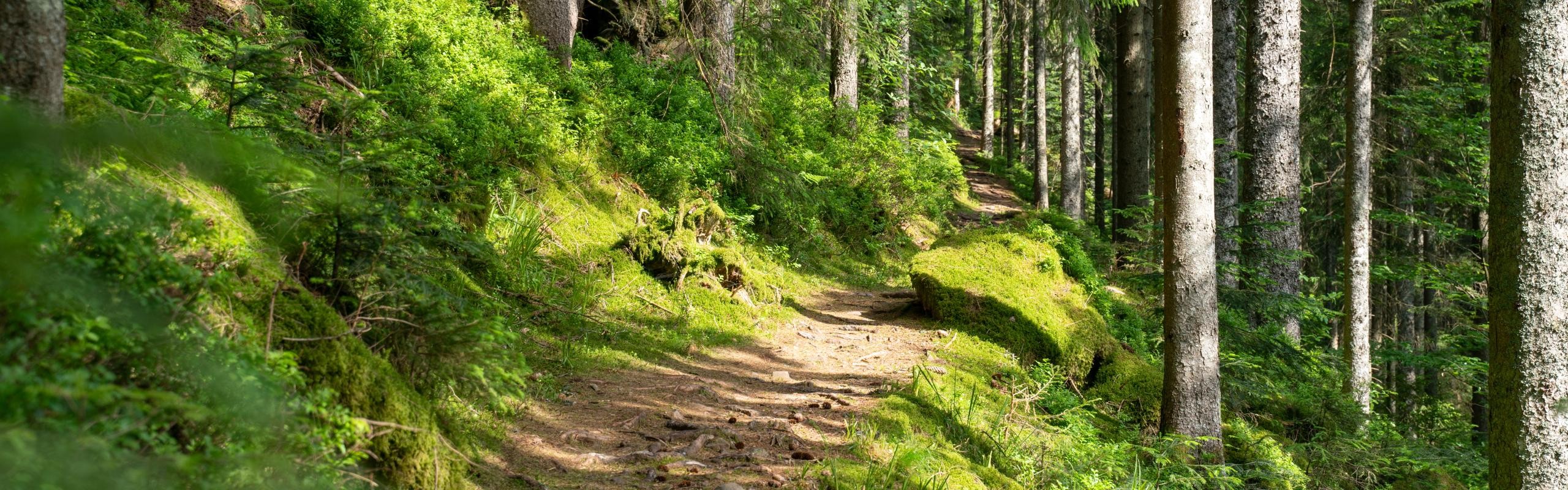 Etappe 4: Pfad durch den Wald © Landratsamt Rastatt/Thorsten Günthert Etappe 4: Pfad durch den Wald