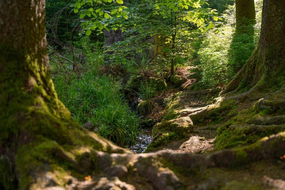 Etappe 3: Weg über Baumwurzeln © Landratsamt Rastatt/Thorsten Günthert Etappe 3: Weg über Baumwurzeln